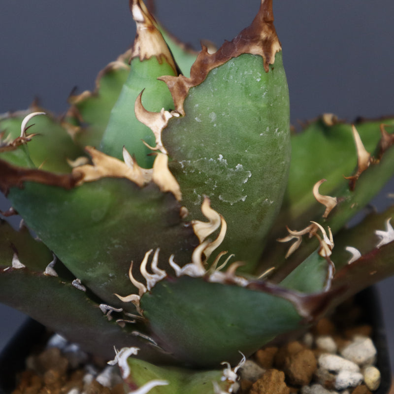 【DRAGON AGAVE】アガベ 獵豹  EC11