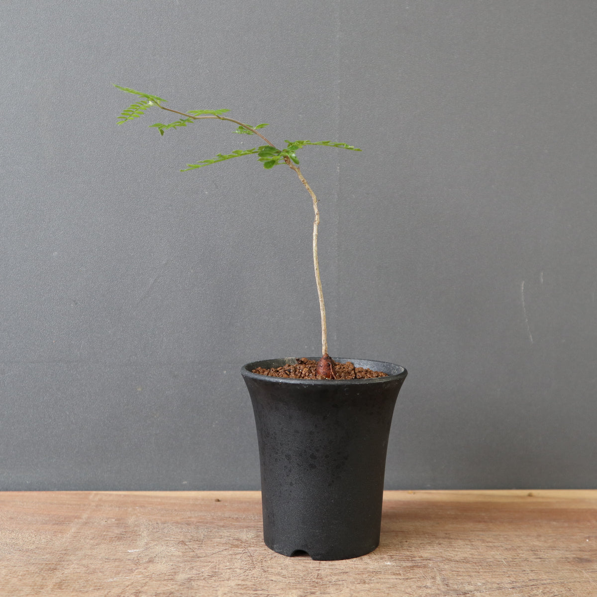 塊根植物 – 2ページ目 – TaiShoDo ONLINE SHOP