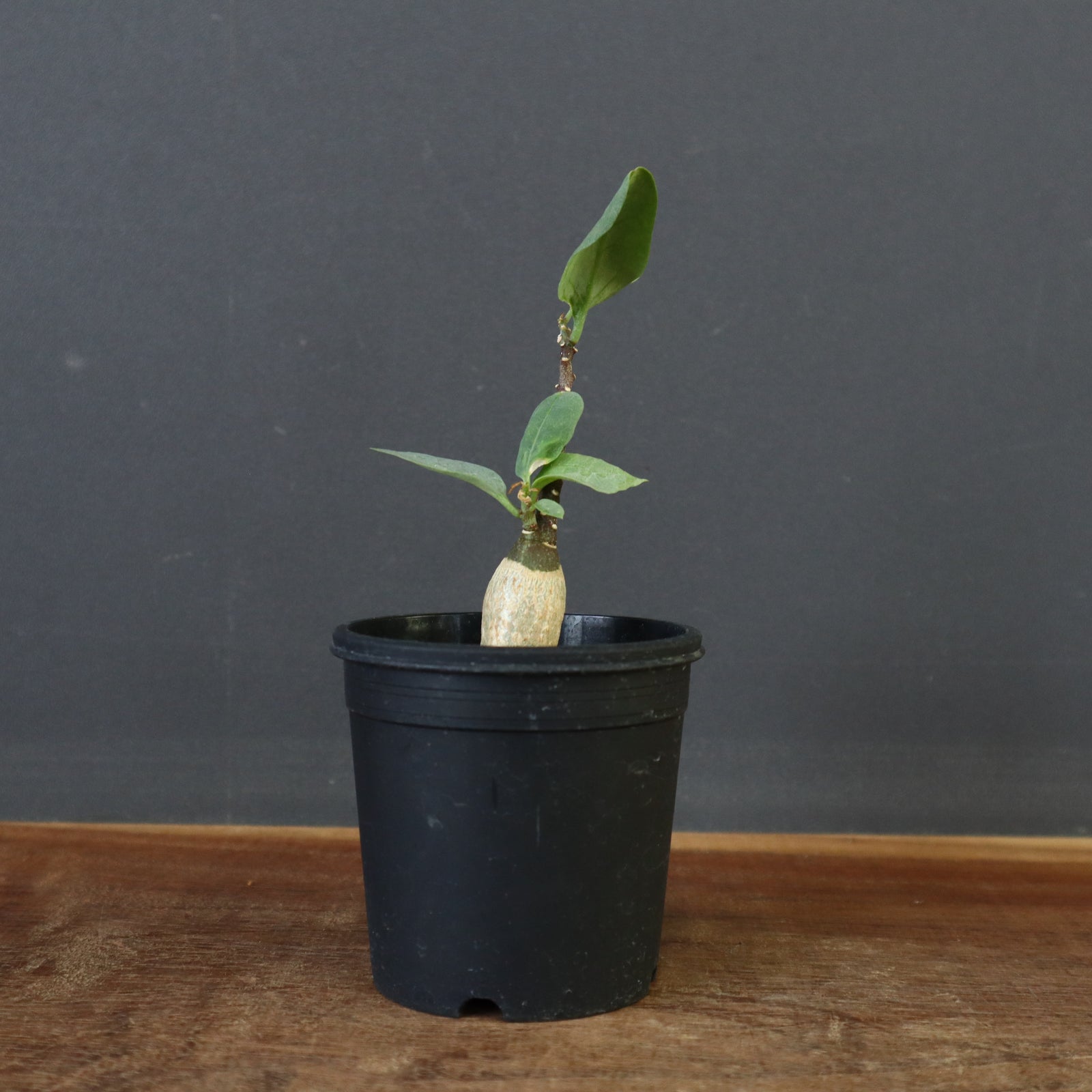 A.ペチュエリー(実生) 16 – TaiShoDo ONLINE SHOP