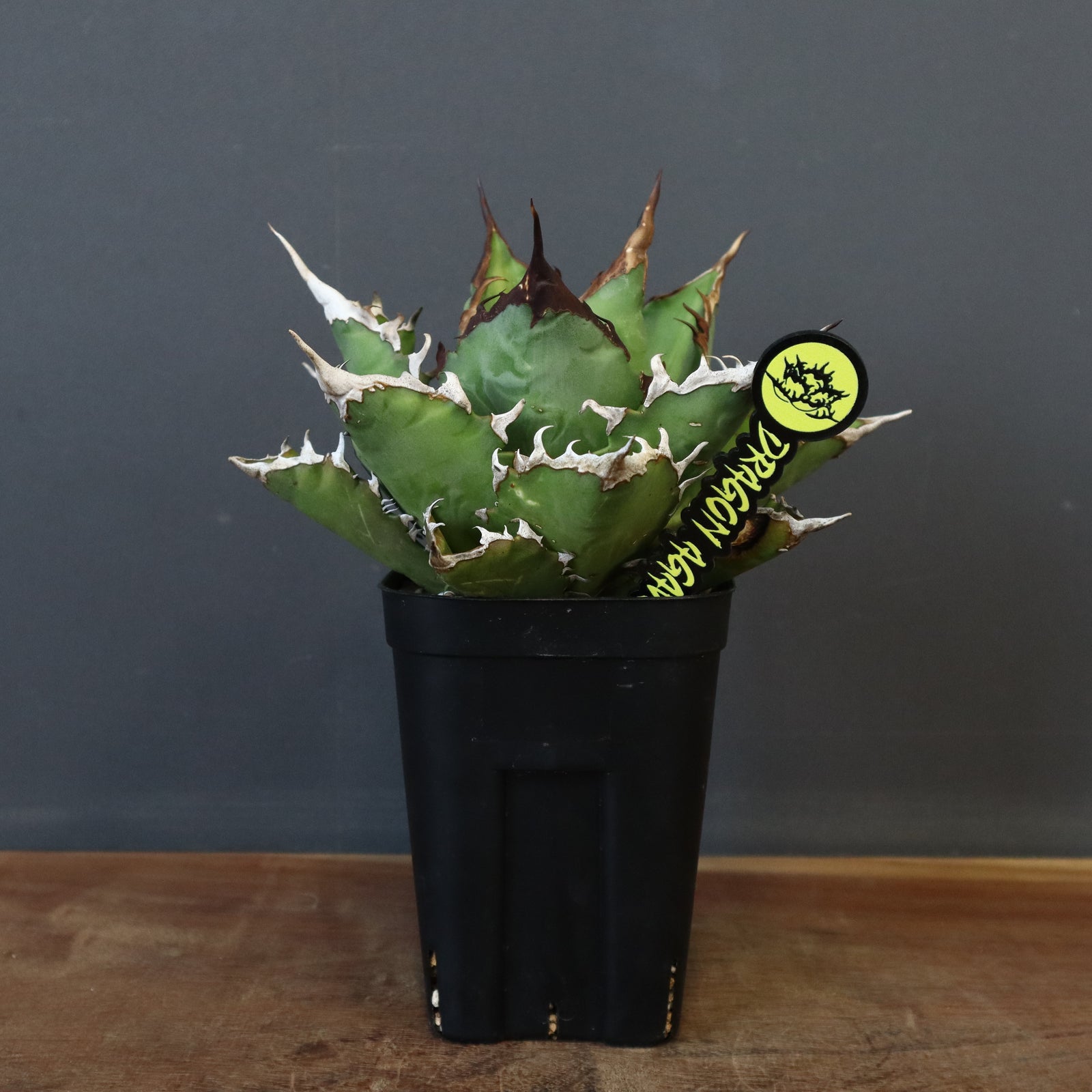 jaga be　アガベ アガベ ジャガーノート Agave titanota 'Juggernaut'｜多肉植物