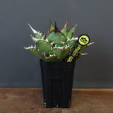 【DRAGON AGAVE】アガベ 獵豹 EC24
