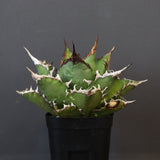 【DRAGON AGAVE】アガベ 獵豹 EC24