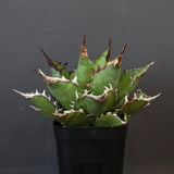 【DRAGON AGAVE】アガベ 獵豹 EC24
