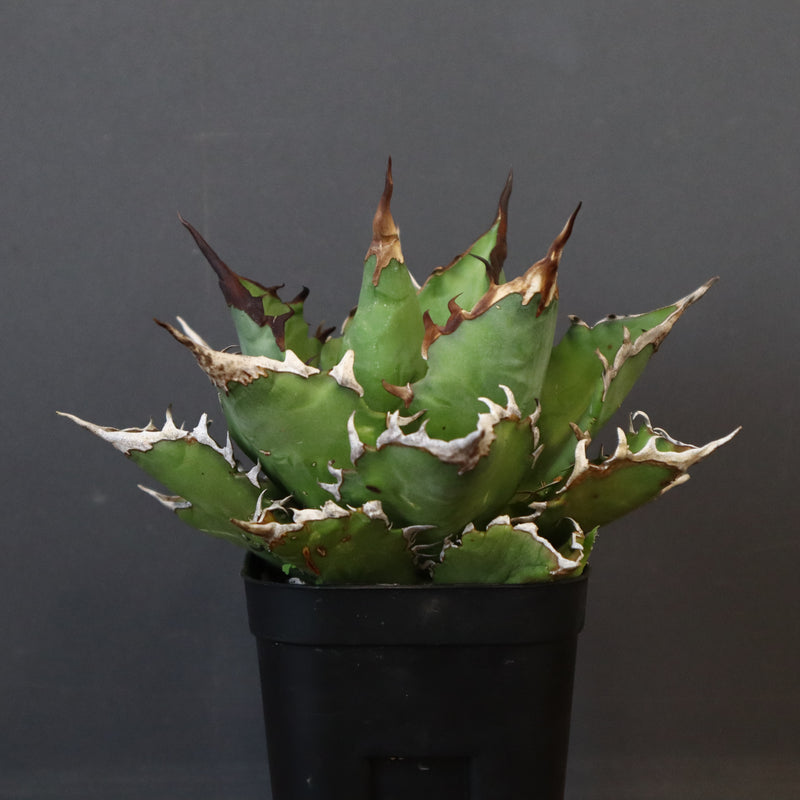【DRAGON AGAVE】アガベ 獵豹 EC24