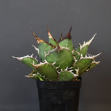 【DRAGON AGAVE】アガベ 獵豹 EC24