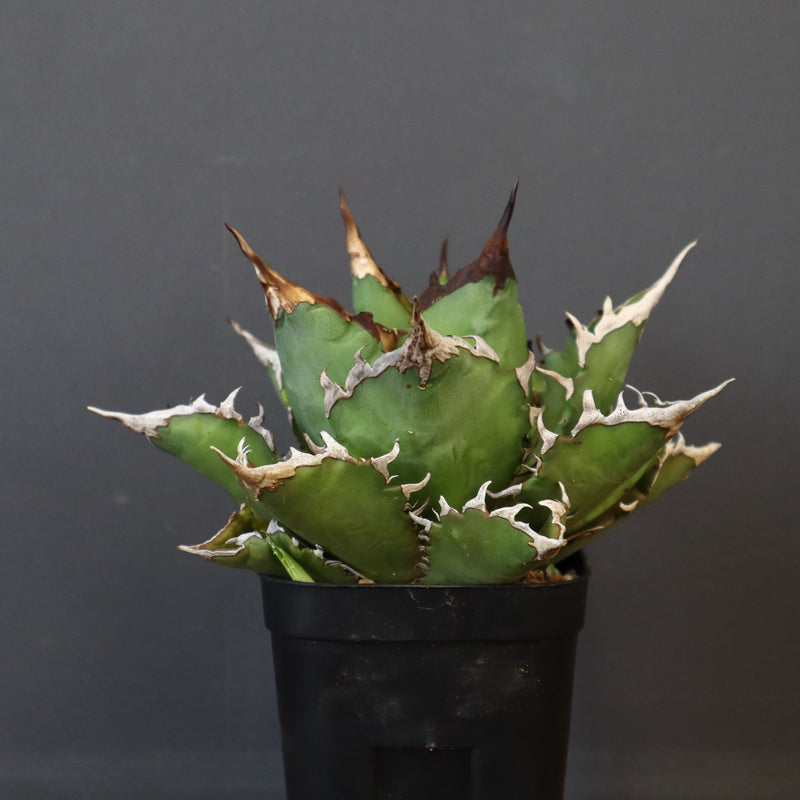 【DRAGON AGAVE】アガベ 獵豹 EC24