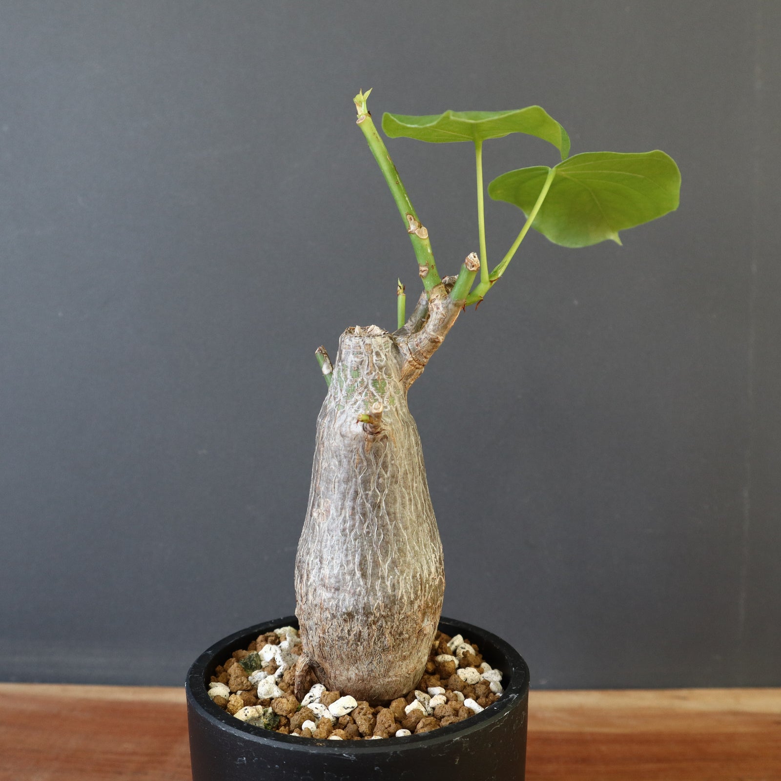 ボンバックス　実生E プセウド ボンバックス （実生）13 – TaiShoDo ONLINE SHOP