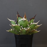 【DRAGON AGAVE】アガベ 獵豹 EC24