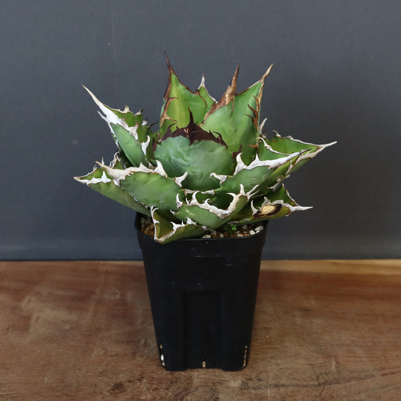【DRAGON AGAVE】アガベ 獵豹 EC24