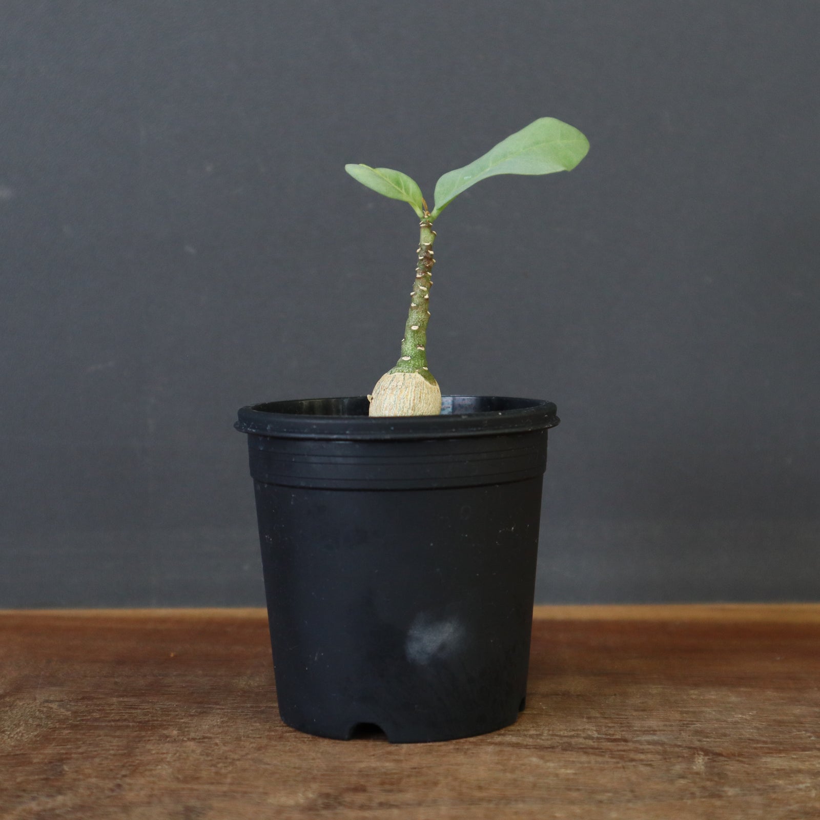 A.ペチュエリー(実生) 41 – TaiShoDo ONLINE SHOP