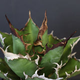【DRAGON AGAVE】アガベ 獵豹 EC24