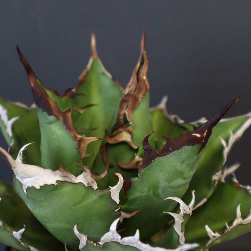【DRAGON AGAVE】アガベ 獵豹 EC24