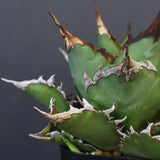 【DRAGON AGAVE】アガベ 獵豹 EC24