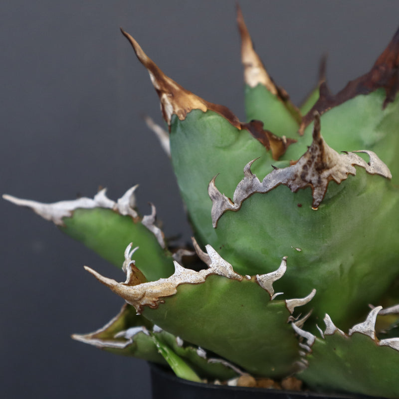 【DRAGON AGAVE】アガベ 獵豹 EC24