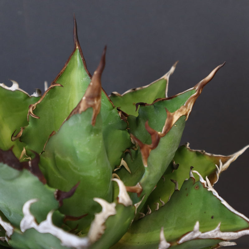 【DRAGON AGAVE】アガベ 獵豹 EC24