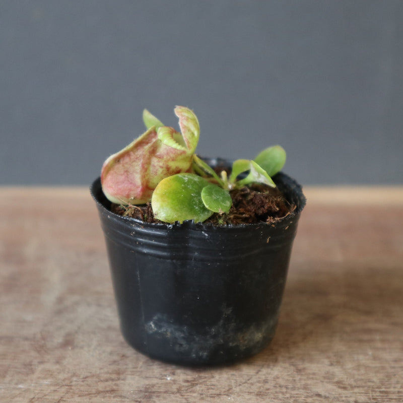 食虫植物】Cephalotus follicularis Giant Y's Lab（フクロノ