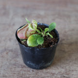 【食虫植物】Cephalotus follicularis Giant Y’s Lab（フクロノユキノシタ）