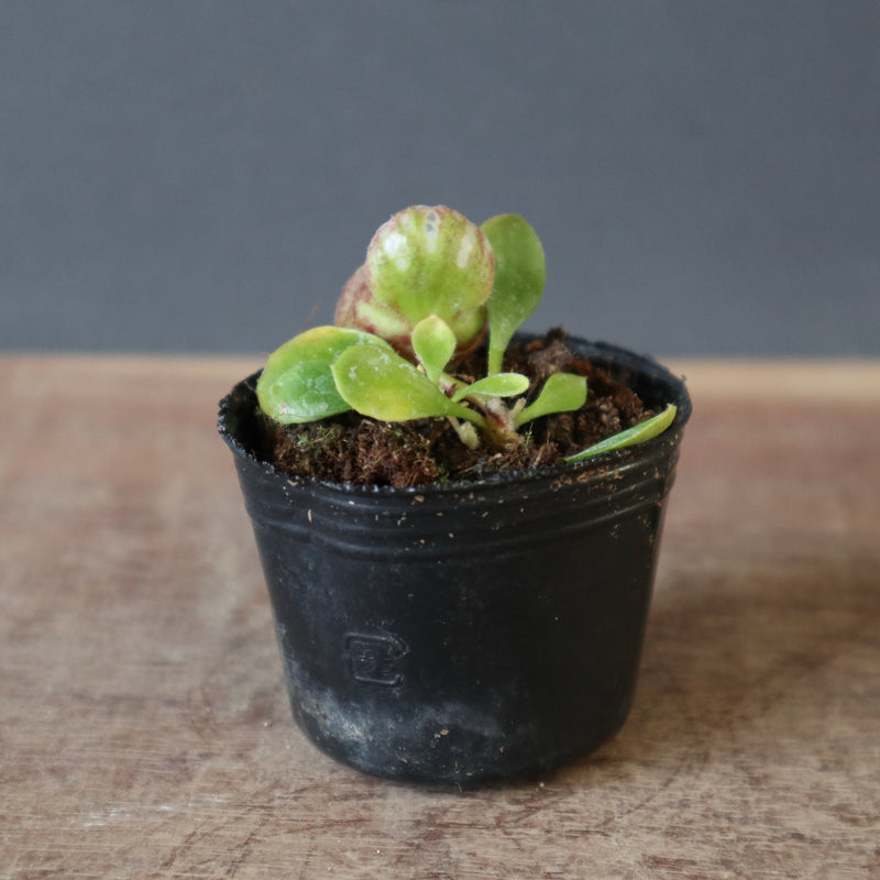 食虫植物】Cephalotus follicularis Giant Y's Lab（フクロノ
