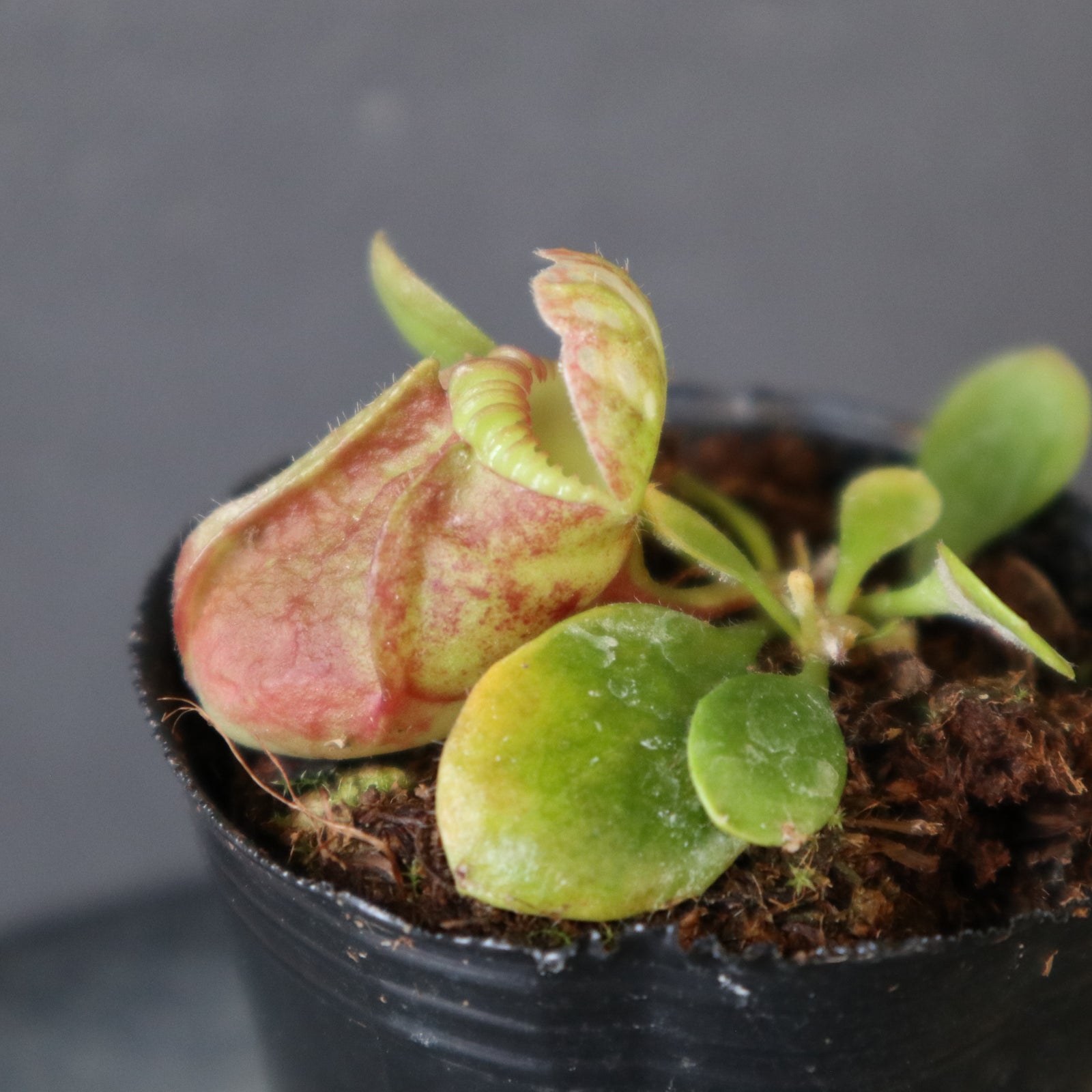 食虫植物】Cephalotus follicularis Giant Y's Lab（フクロノ