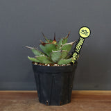 【DRAGON AGAVE】アガベ 熊猫 EC72