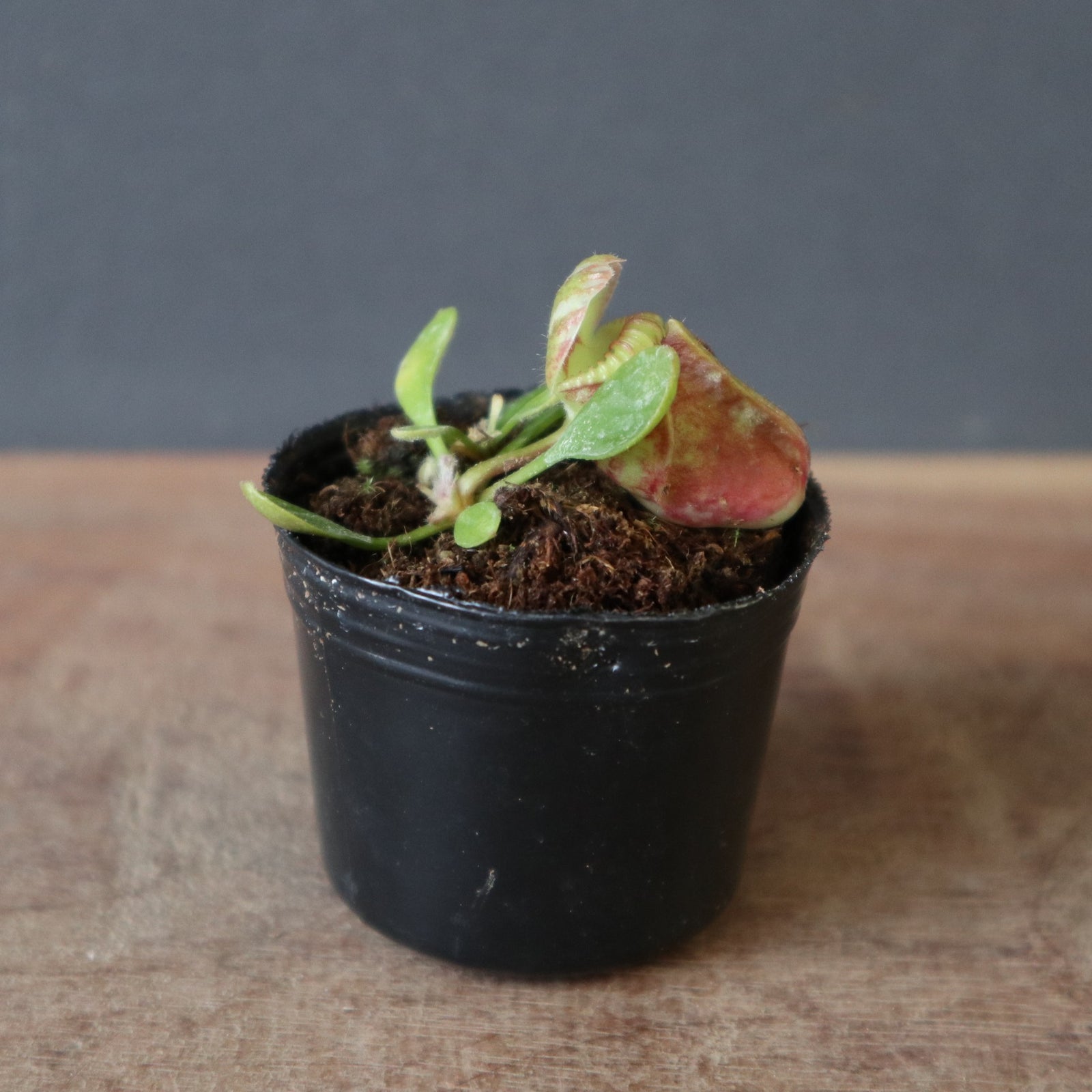 食虫植物】Cephalotus follicularis Giant Y's Lab（フクロノ