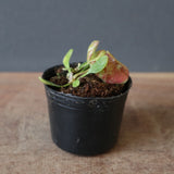 【食虫植物】Cephalotus follicularis Giant Y’s Lab（フクロノユキノシタ）