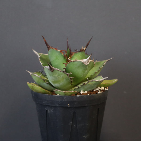 【DRAGON AGAVE】アガベ 熊猫 EC72