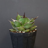 【DRAGON AGAVE】アガベ 熊猫 EC72