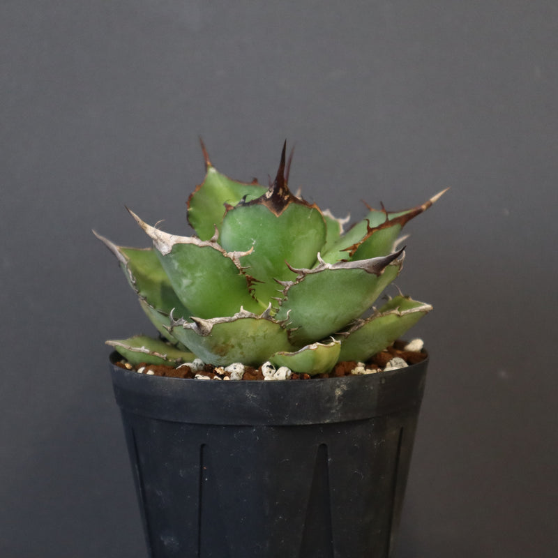 【DRAGON AGAVE】アガベ 熊猫 EC72