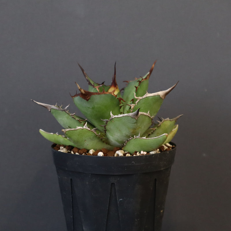 【DRAGON AGAVE】アガベ 熊猫 EC72