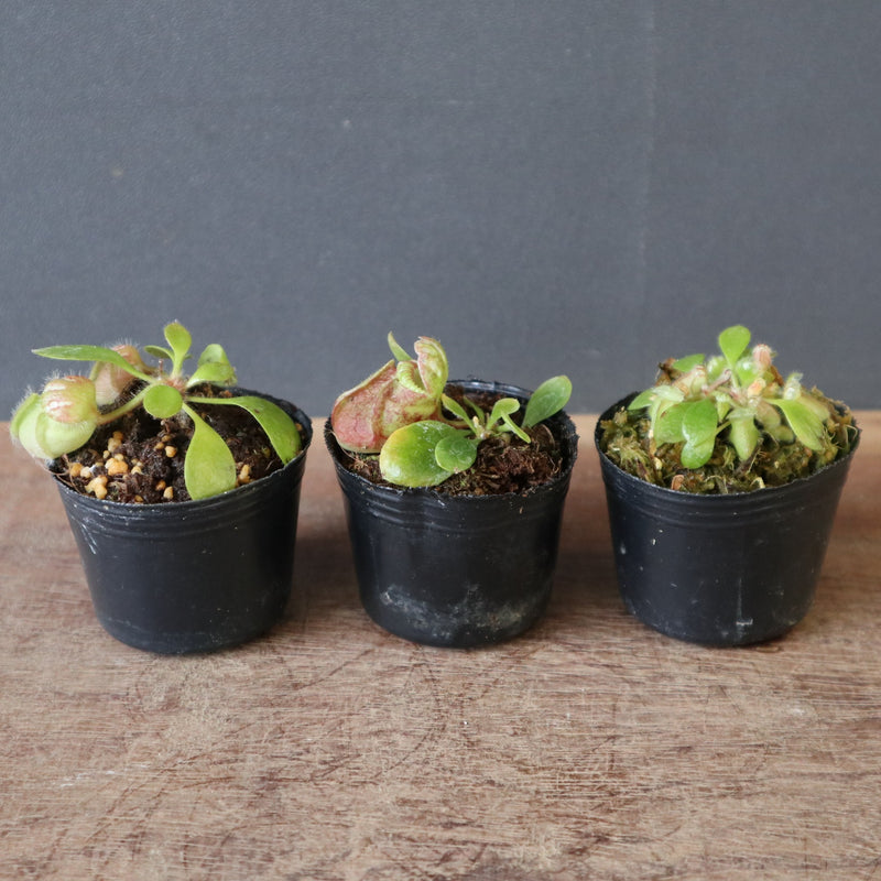 食虫植物】Cephalotus follicularis Giant Y's Lab（フクロノ