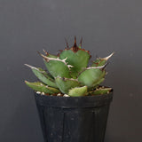 【DRAGON AGAVE】アガベ 熊猫 EC72