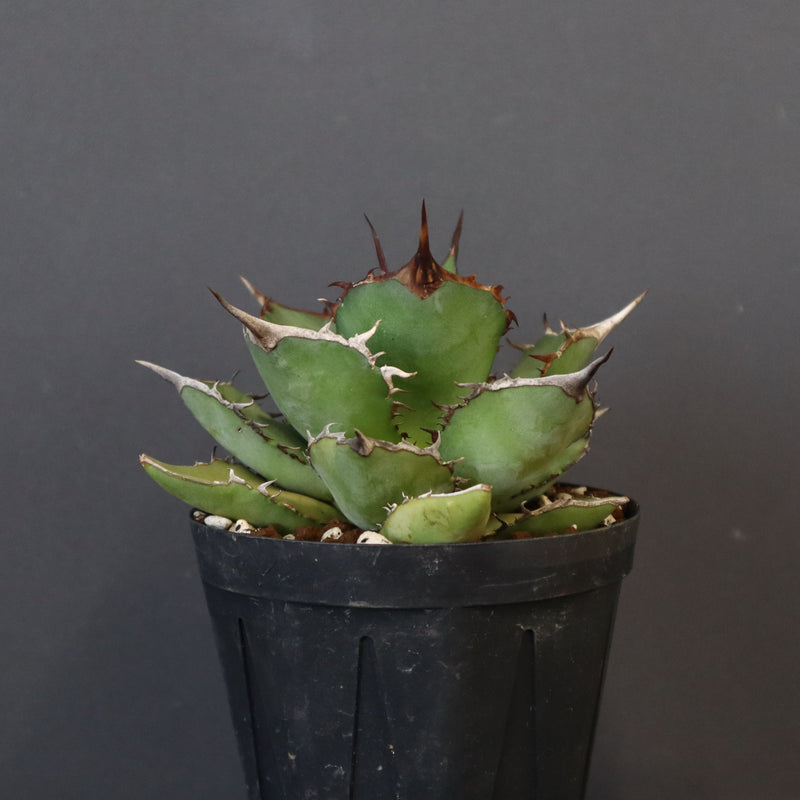 【DRAGON AGAVE】アガベ 熊猫 EC72