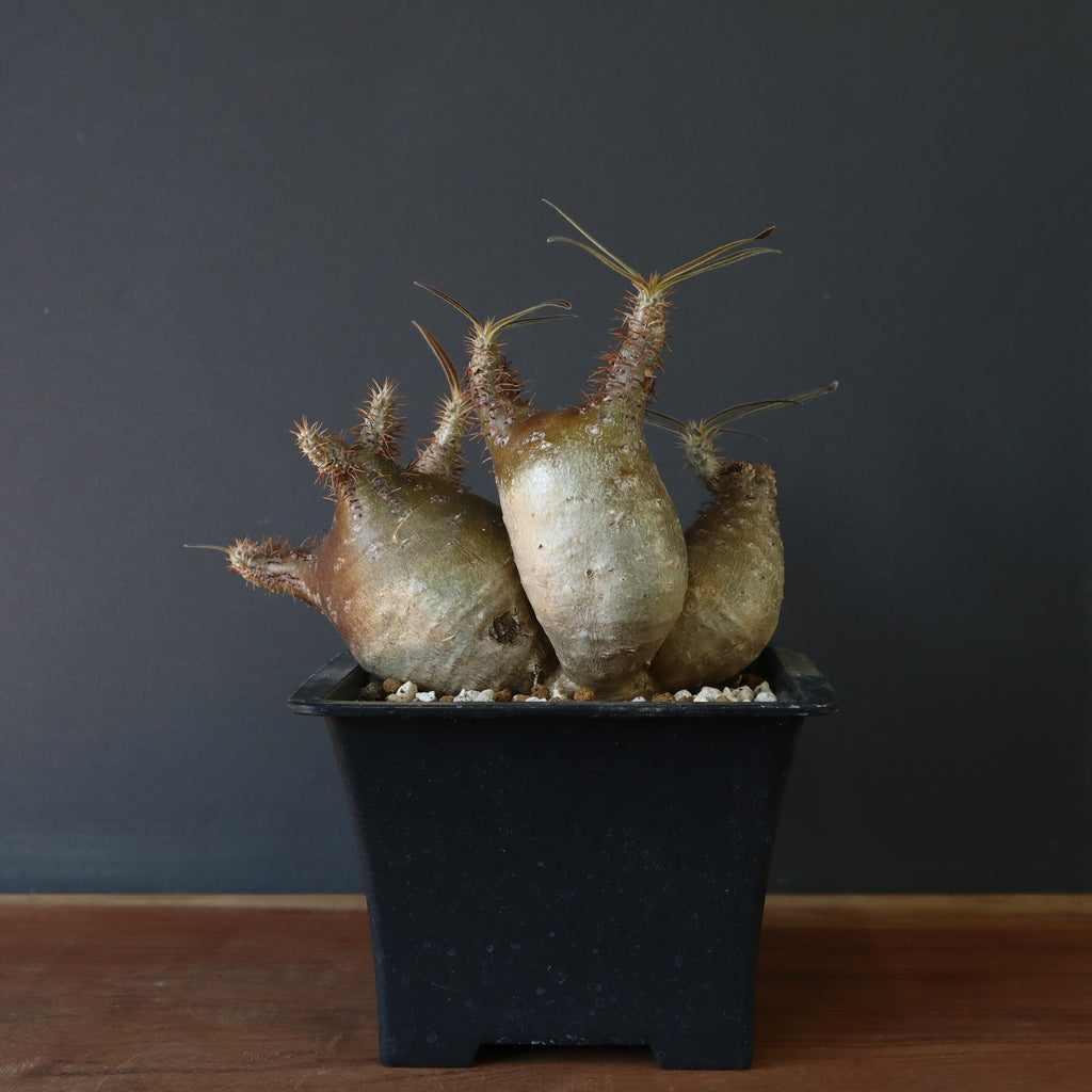 P.グラキリス 399 – TaiShoDo ONLINE SHOP