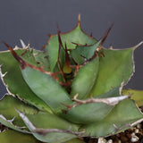 【DRAGON AGAVE】アガベ 熊猫 EC72