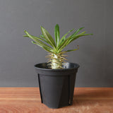 P.アンボンゲンセ（実生）EC3070
