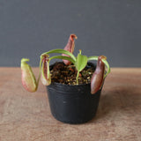 【食虫植物】N.sp.aff.bongso(from G. Gadut,seed-grown) Y'S Lab