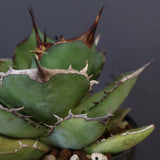 【DRAGON AGAVE】アガベ 熊猫 EC72