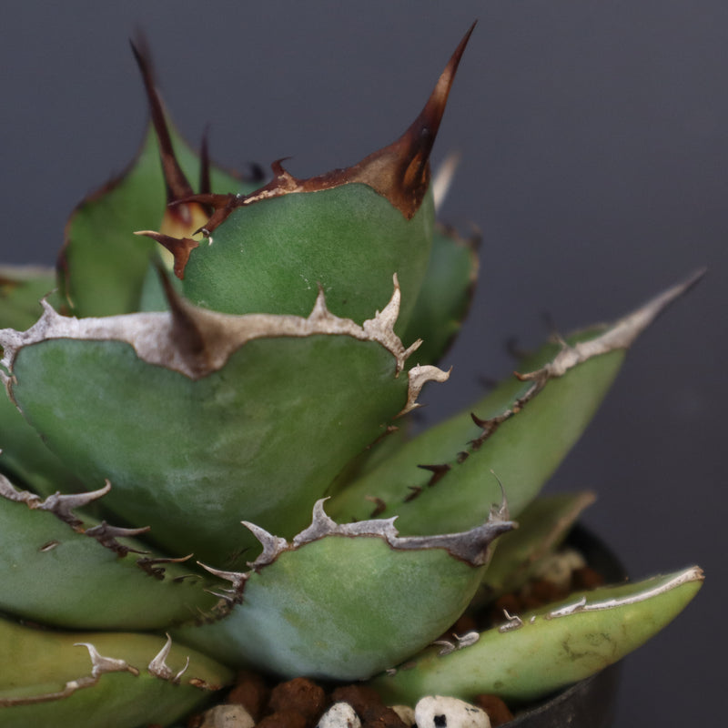 【DRAGON AGAVE】アガベ 熊猫 EC72