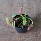 【食虫植物】N.sp.aff.bongso(from G. Gadut,seed-grown) Y'S Lab