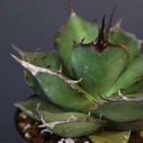 【DRAGON AGAVE】アガベ 熊猫 EC72