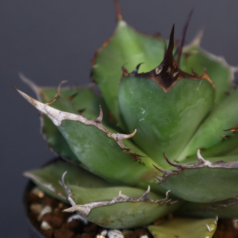 【DRAGON AGAVE】アガベ 熊猫 EC72