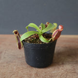 【食虫植物】N.sp.aff.bongso(from G. Gadut,seed-grown) Y'S Lab