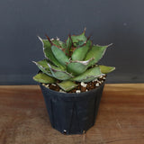 【DRAGON AGAVE】アガベ 熊猫 EC72