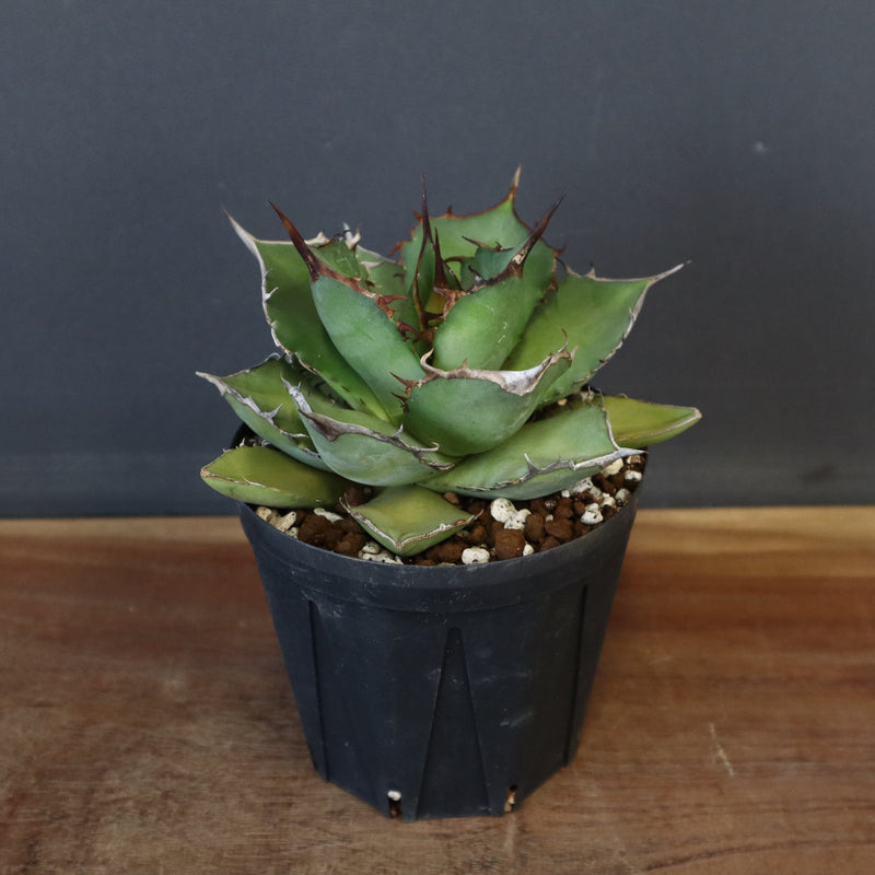 【DRAGON AGAVE】アガベ 熊猫 EC72