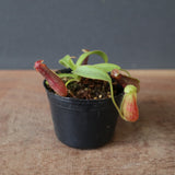 【食虫植物】N.sp.aff.bongso(from G. Gadut,seed-grown) Y'S Lab