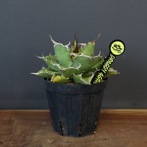 【DRAGON AGAVE】アガベ 金鑚 EC70