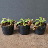 【食虫植物】N.sp.aff.bongso(from G. Gadut,seed-grown) Y'S Lab