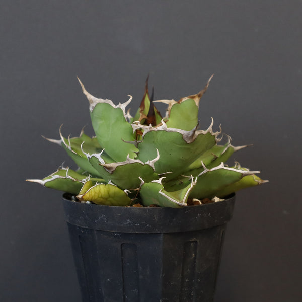 【DRAGON AGAVE】アガベ 金鑚 EC70