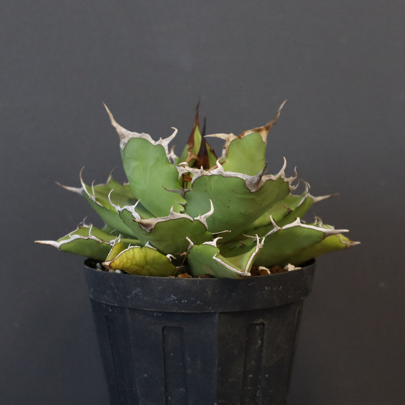 【DRAGON AGAVE】アガベ 金鑚 EC70